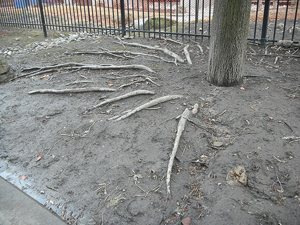 Very creepy roots are exposed. This tree looks as if it could crawl away…maybe to a site that is not so compromised.