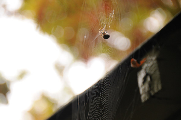 A real spider and web in the garden - much smaller than Hallowe’en renderings and definitely not frightening.