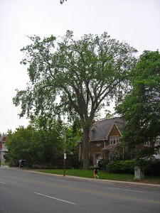 The stately white elm in a tranquil scene before the devastation.