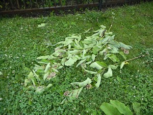 Precious milkweed (Asclepias syriaca) ripped out of the ground. Tragic!