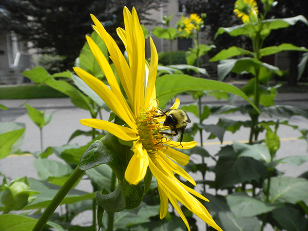 Tall boulevard plants like this sunflower attract bees.