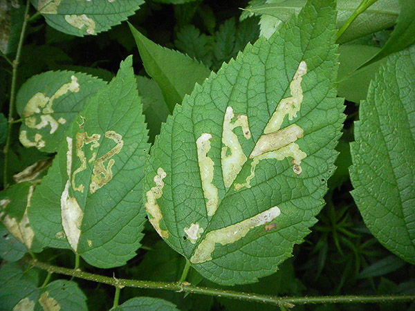 Leaf miners at work on northern hackberry leaves. Enjoy the interesting patterns while you admire the surrounding scenery.