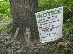 Giving notice to the invasive beetle, Emerald Ash Borer - DIE!